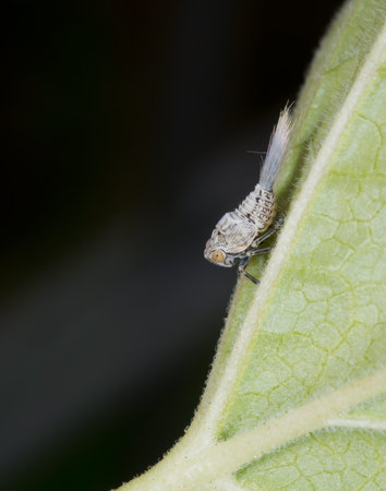 Leafhopper nymph  Looks like a baby grasshopper 