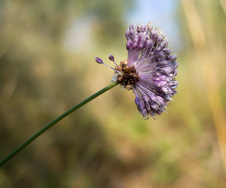 Wild garlic flower