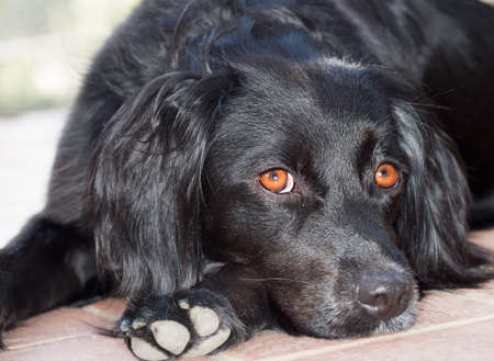 Dog with beautiful eyes watching, closeup の写真素材