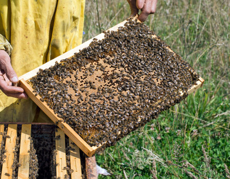 Apiculture detail  Frame with bees  Apis mellifera 