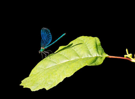 Beautiful Demoiselle, Calopteryx virgo の写真素材