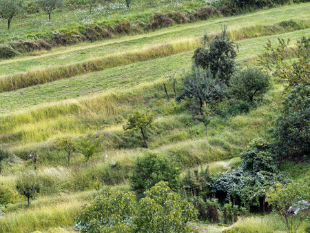 Agiculture, Italy. Mixed farming, not monoculture.