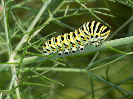 Brilliant swallowtail butterfly caterpillar.の写真素材