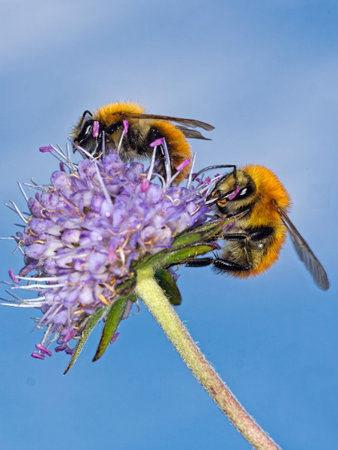 Nature macro. Bumble bees pollinating scabious flower.