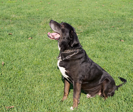 Large black playdog in park, sitting.