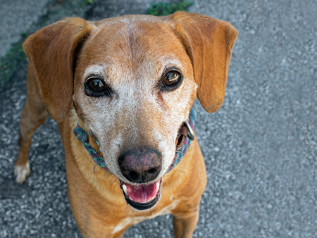 Closeup and cute. Small brown rescue dog.の写真素材