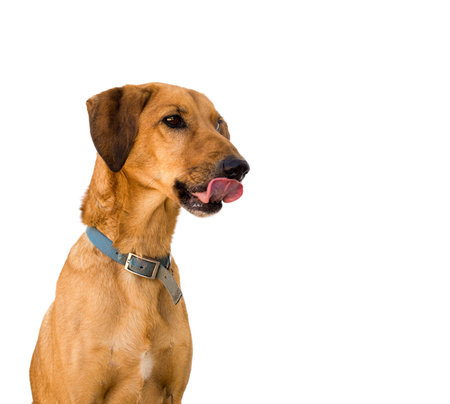 Brown mongrel dog waiting for dinner! Licking lips, white background.の写真素材