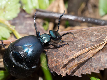 Blister aka oil beetle. Huge abdomen.の写真素材