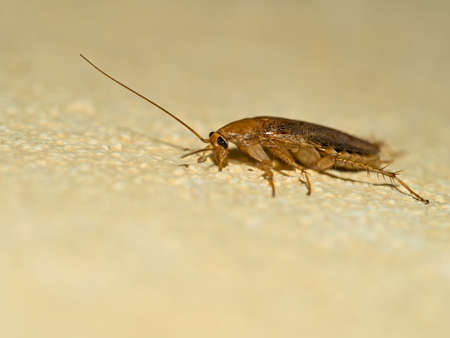 German cockroach, Blattella germanica. Macro.の写真素材