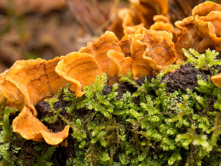 Bright Stereum hirsutum, fungus. Macro.の写真素材