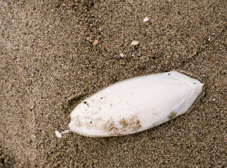 Cuttlefish bone washed up on shore. For budgies etc.の写真素材