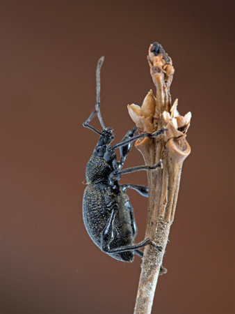 Otiorhynchus sulcatus on twig. Garden pest. Vine weevil.の写真素材