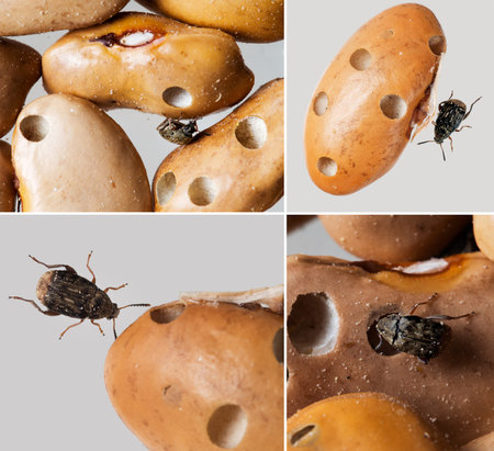 Acanthoscelides obtectus. Bean weevils.