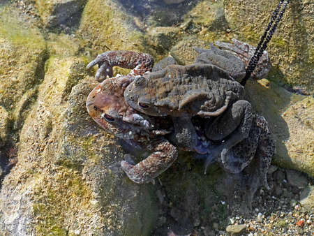 Toads mating underwater with spawn. Springtime.の写真素材