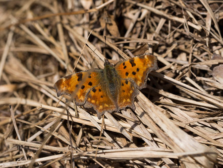 Polygonia c-album aka Anglewing. Butterfly.