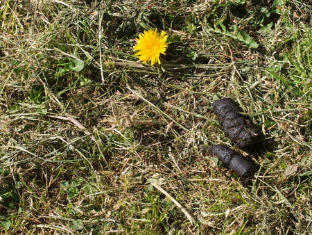 Disgusting. Dog mess, poo, excrementin park. Health issue.