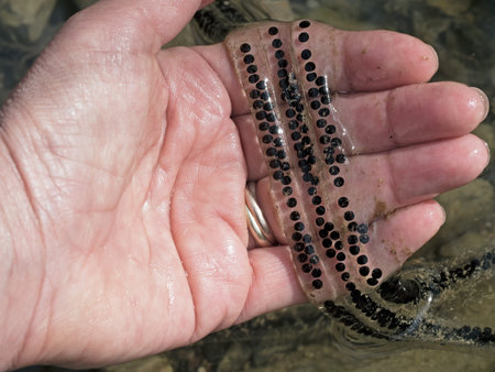 Toad spawn ie eggs detail. Springtime!