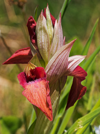 Serapias neglecta. Rare wild orchid .の写真素材