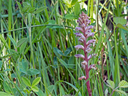 Leafless strange and hairy. Orobanche minor aka common broomrape lesser broomrape small broorape or clover broomrape holoparasitic angiospermの写真素材