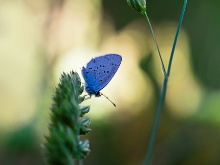 Provencal Short Tailed Blue butterfly. Cupido alcetas.