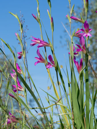 Wild flower meadow with wild pink gladioli flowers.の写真素材