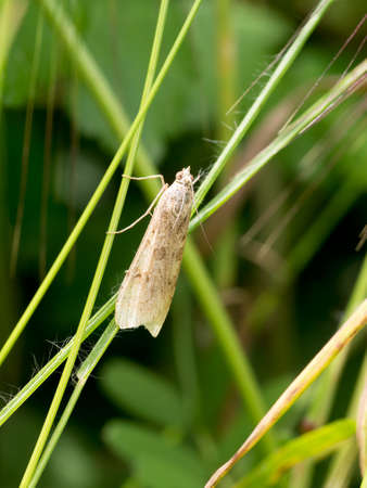 Small brown moth.の写真素材