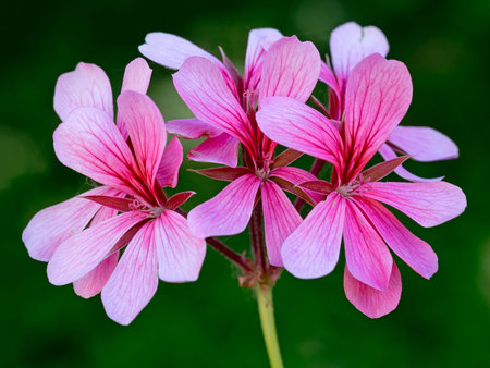 Pink trailing geranium detail