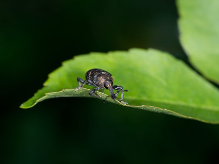 Macro. Hylobius abietis. Large pine weevil.