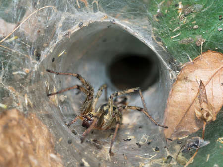 European funnel web spider.の写真素材