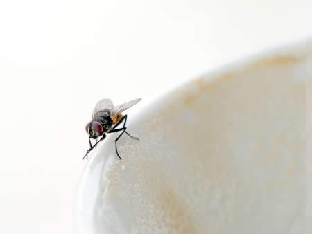 Fly rubbing his feet on coffee cappuccino cup.の写真素材