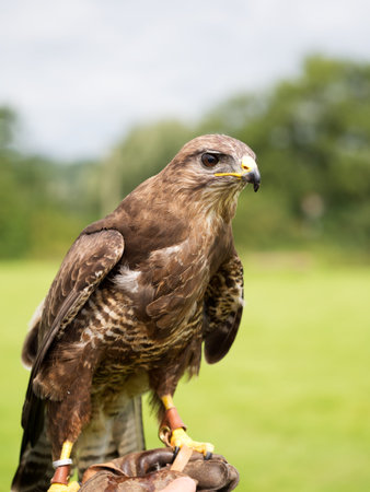 Buzzard on hand, outdoors. Falconry etc.の写真素材