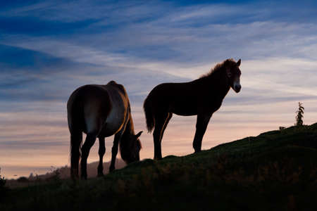 Exmoor ponies backlit at sunsetの写真素材