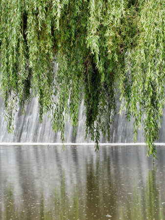 Weeping willow tree water with reflectionsの写真素材