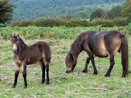 Very sweet Exmoor ponies, UK.の写真素材