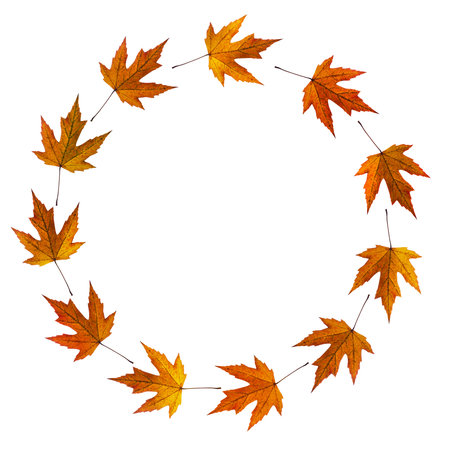 Autumn leaves circle isolated on whiteの写真素材