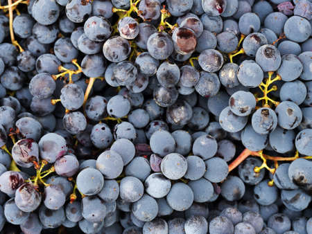 Red wine grapes ripe. Harvest home.の写真素材