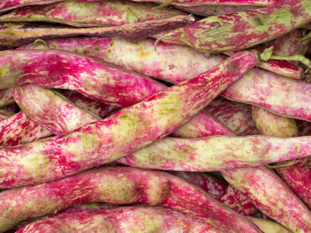 Autumn harvest, winter food. Red beans for shelling.の写真素材