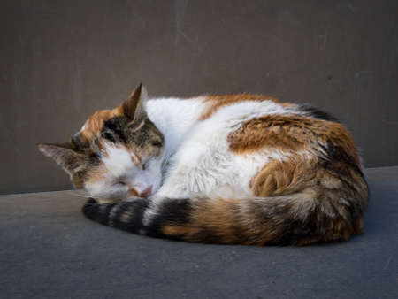 Cat curled up and sleeping outdoorsの写真素材