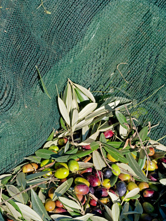 Olives harvested in nets. Sunny day. Italy.の写真素材