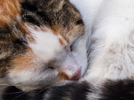 Cat curled up closeupの写真素材