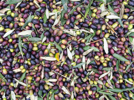 Small scale but modern producer of high quality Extra virgin olive oil.の写真素材