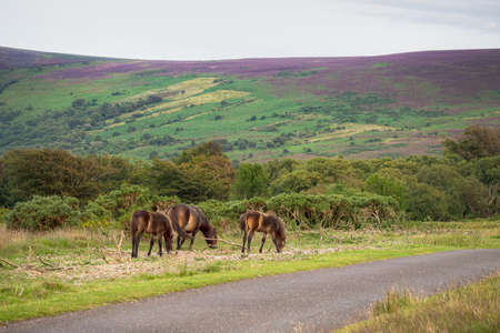 Heather behind.の写真素材