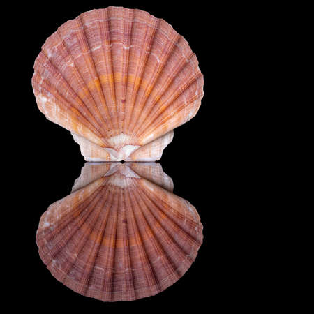 Beautiful flat aka zigzag scallop shell, reflected.の写真素材