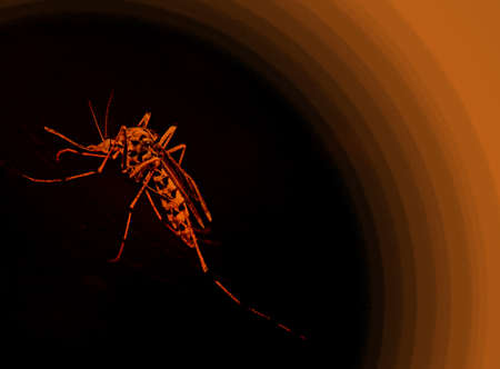 Danger mosquito background. Aedes albopictus, Tiger Mosquito.の写真素材