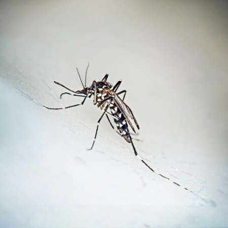 Tiger mosquito, Aedes albopictus. Can be vector for Zika virus etc.の写真素材