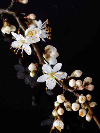 Prunus spinosa, aka Blackthorn or sloe, is native to Europe, western Asia and locally in north west...