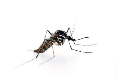 Tiger mosquito, Aedes albopictus.の写真素材
