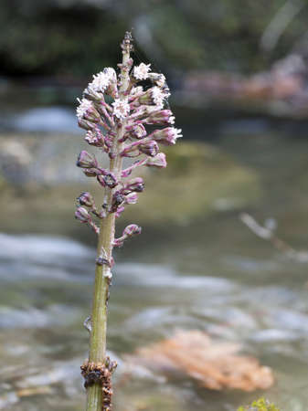 Medicinal plant. Petasites hybridus, in riverside habitat.の写真素材