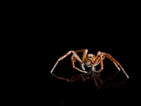 Closeup shot Philodromus spider. With reflection.の写真素材