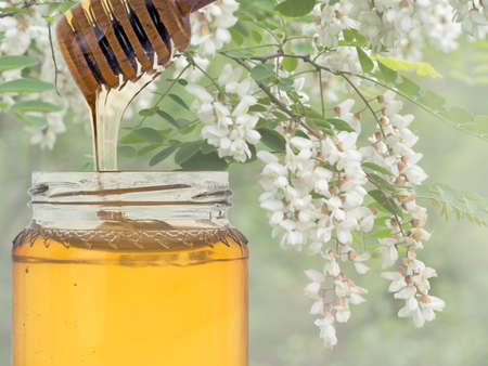 Luxurious acacia honey, usually organic.の写真素材